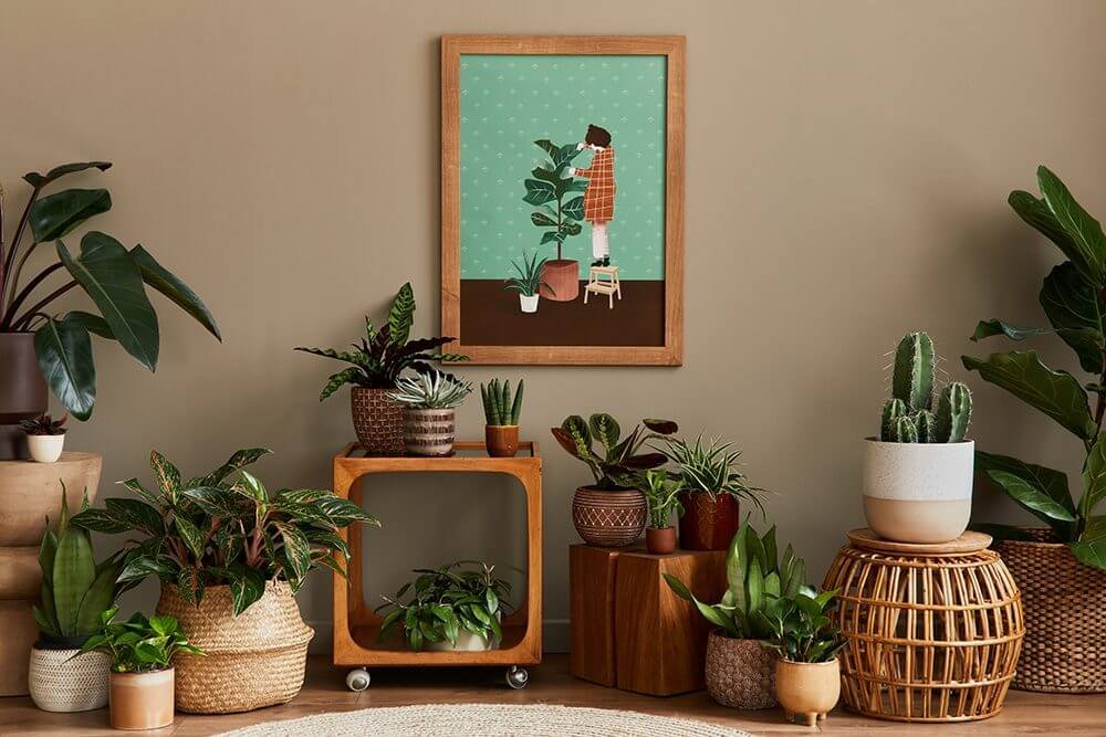 Outdoor Plants