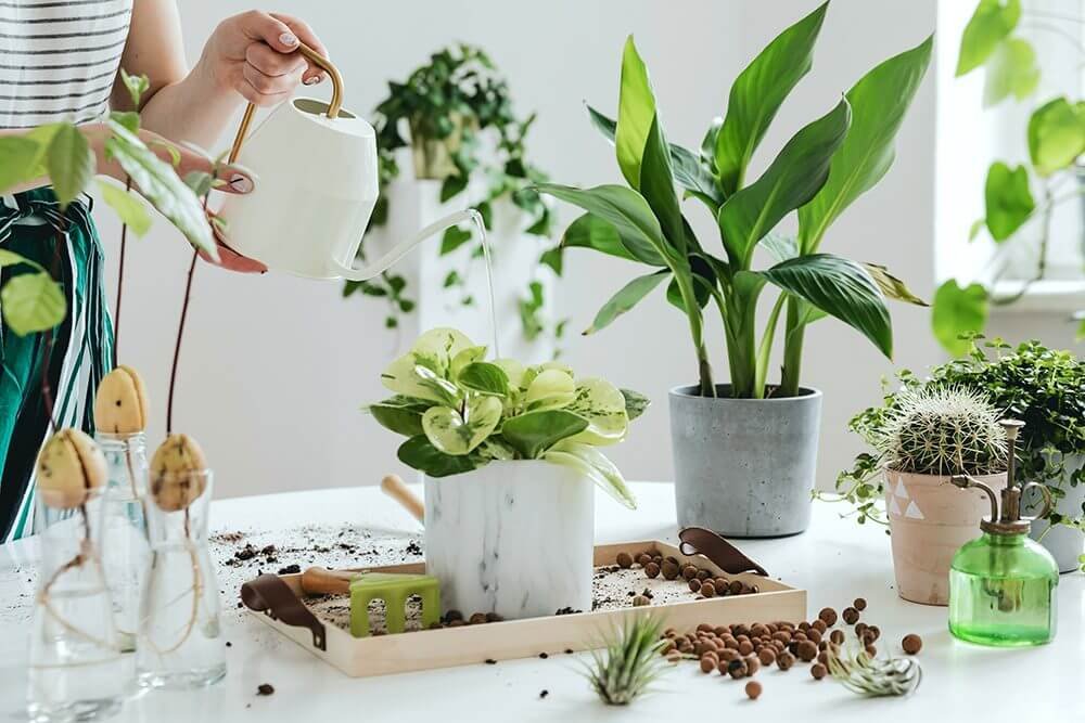 Plant Watering Tips