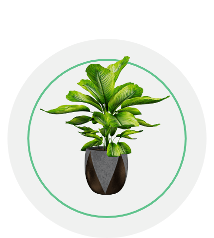 Indoor Plants